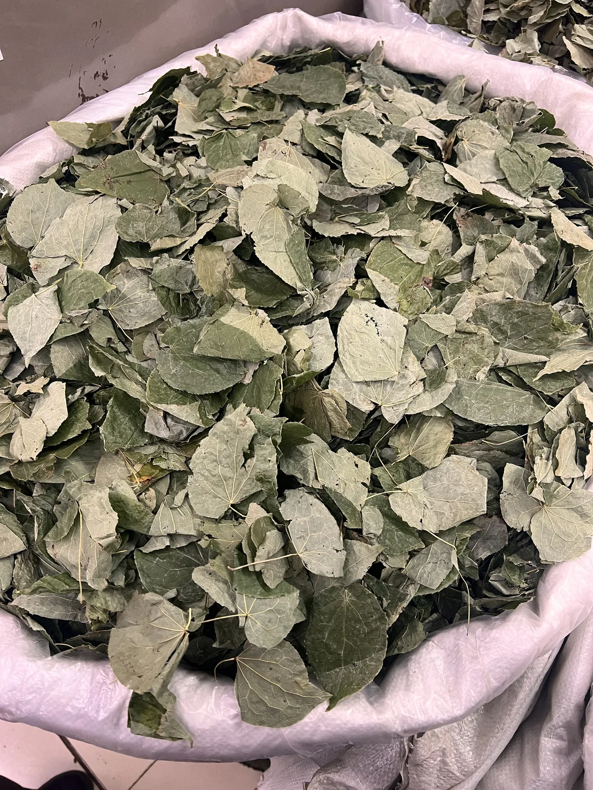 Epimedium Herb 淫羊藿 bulk wholesale from Bozhou China