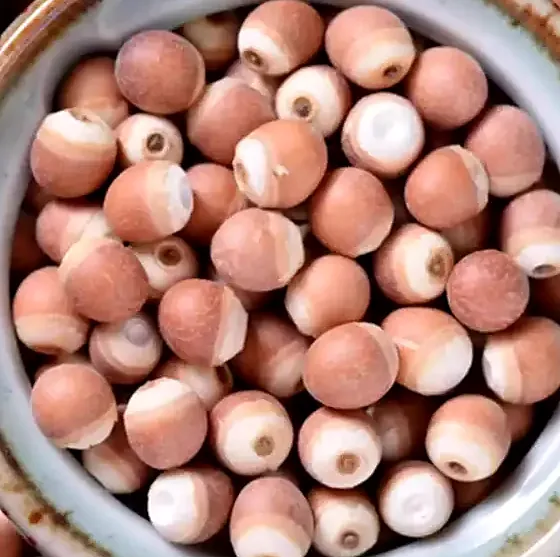 Euryale Seed 芡实 bulk wholesale from Bozhou China