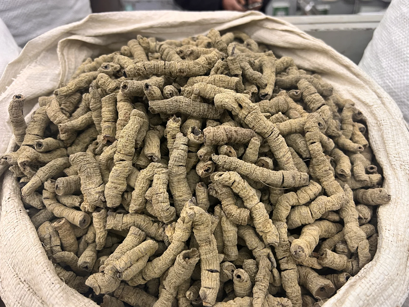 Morinda Root 巴戟天 bulk wholesale from Bozhou China