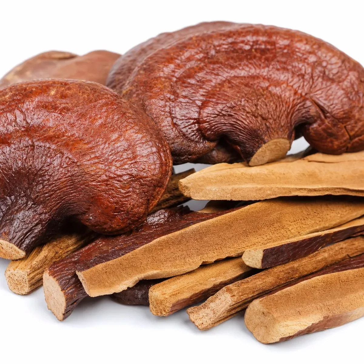 Reishi Mushroom 灵芝 water infusion reference photo from Bozhou China
